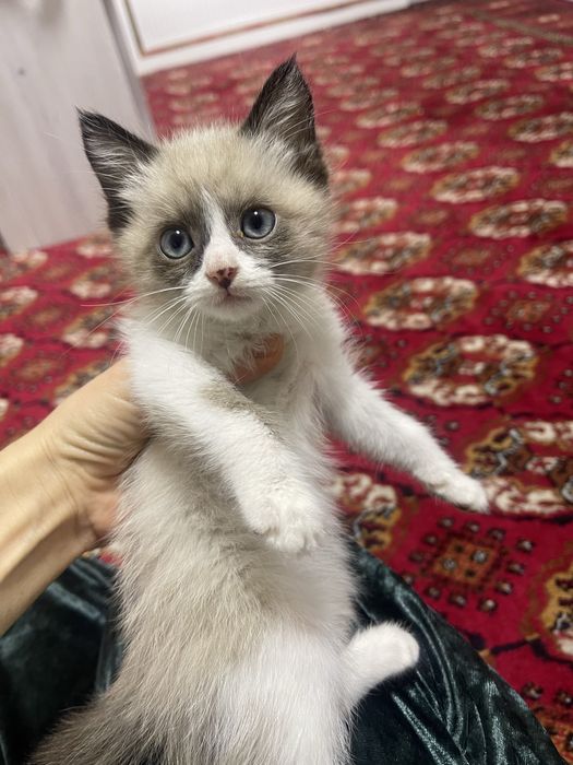 Котенок сиамский, пышык