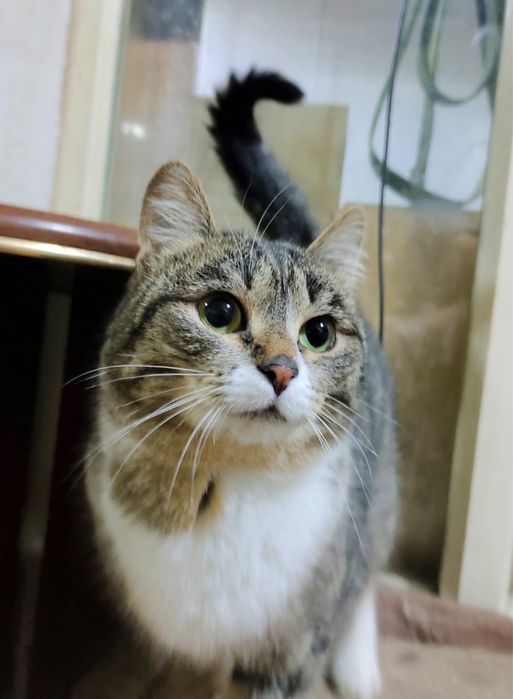 Отдам кошку в добрые руки