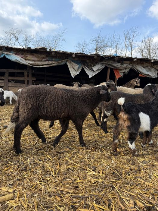 Miei de vanzare pentru masa de Paste