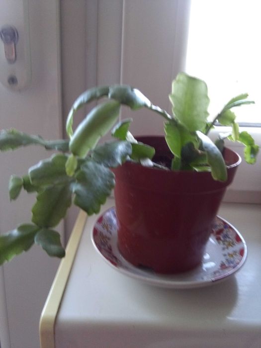 Декабрист   - шлюмбергер