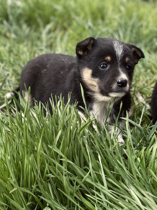 Девочка щенок ищет дом