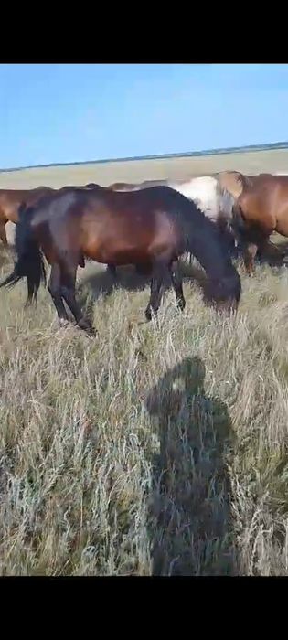 Продам жеребца обученного