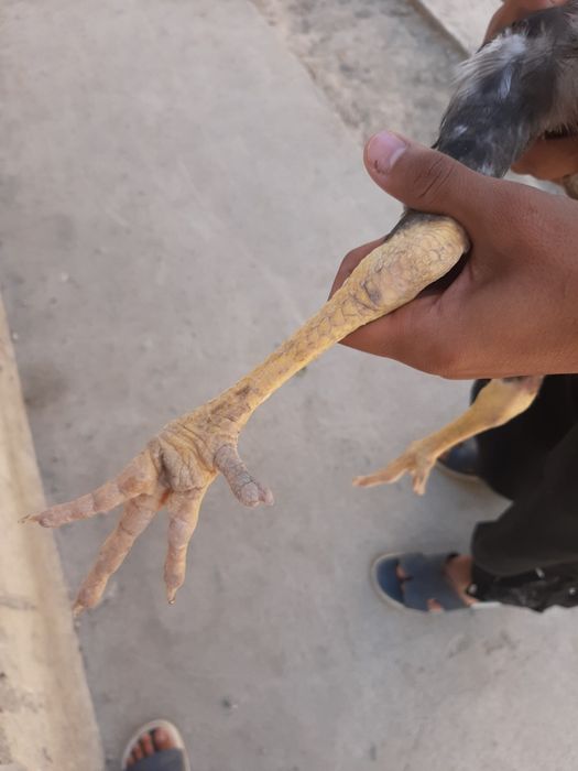 Dakeng xoroz toza zot