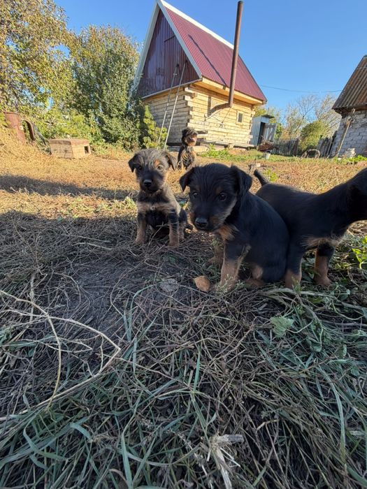 Продам щенков ягдтерьера