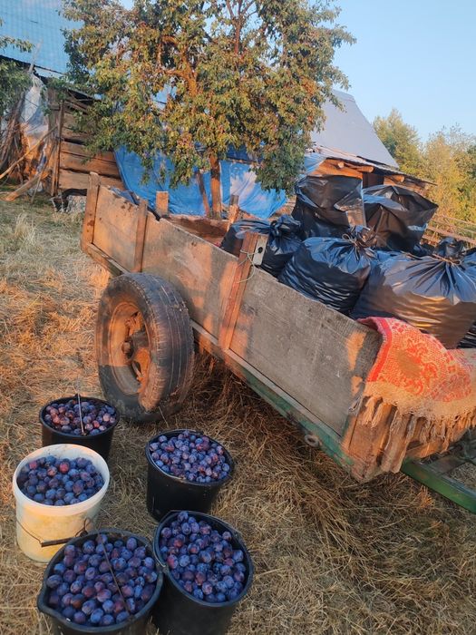 Vând prune de țuică mai multe detalii la telefon