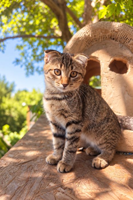 Продам Вислоухого Кота