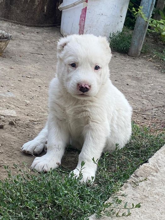 Продам щенка  алабай