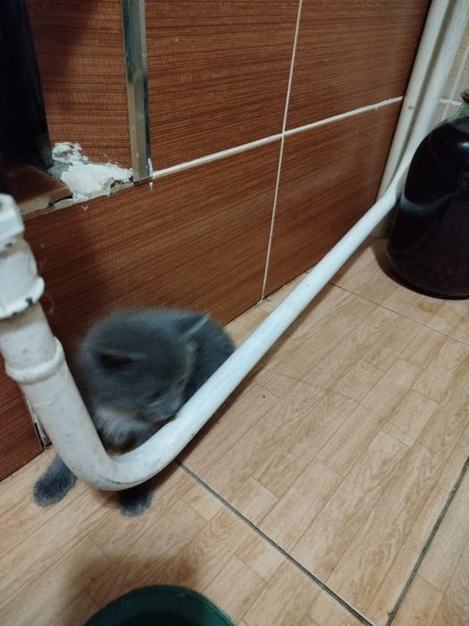 Отдам в добрые руки