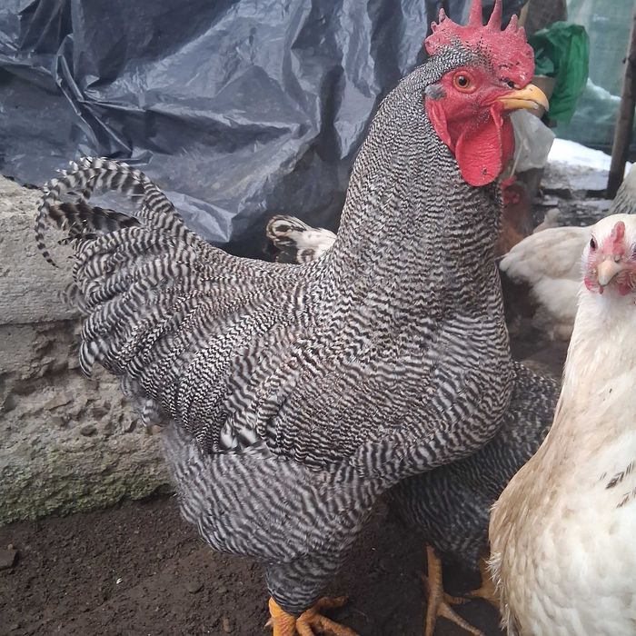 Cocoș plymouth rock