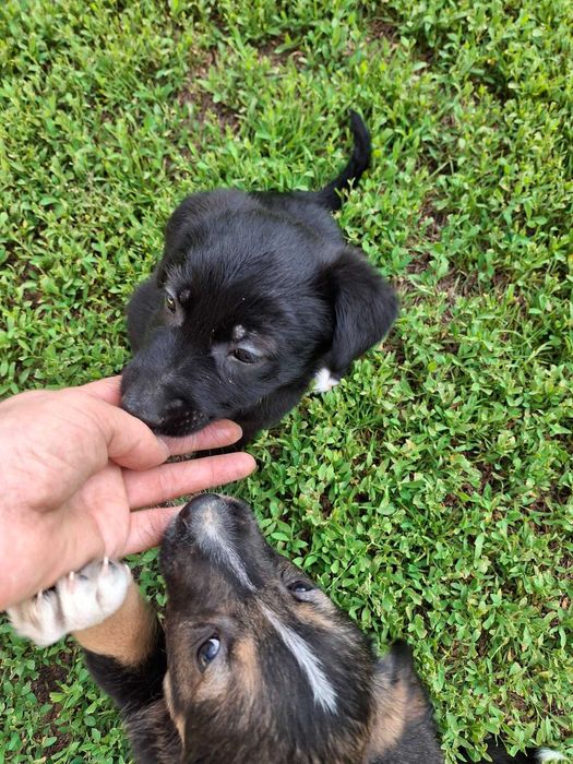 Catelusi pentru adoptie