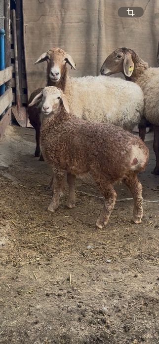 Козылы койлар сатылады