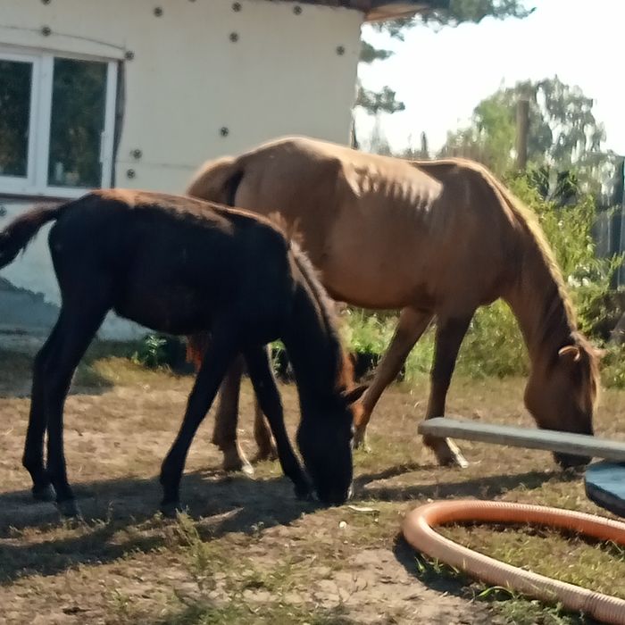 Кобыла с жеребенком, девочка
