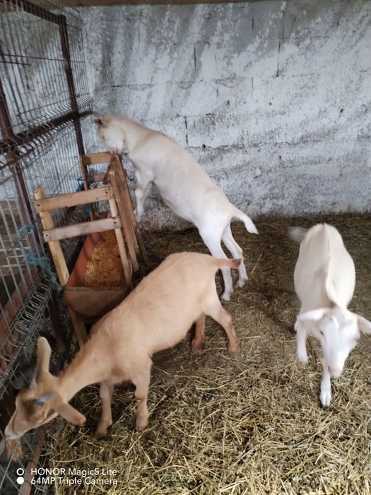 Capre sanen jud Constanța
