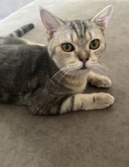 Отдам в хорошие руки