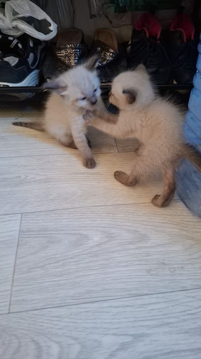 Сиамские котята! Очень добрые