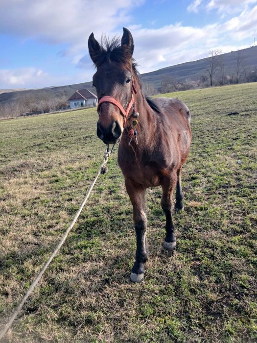 De vânzare mânz de 8 luni o făcut acum în 31 noiembrie