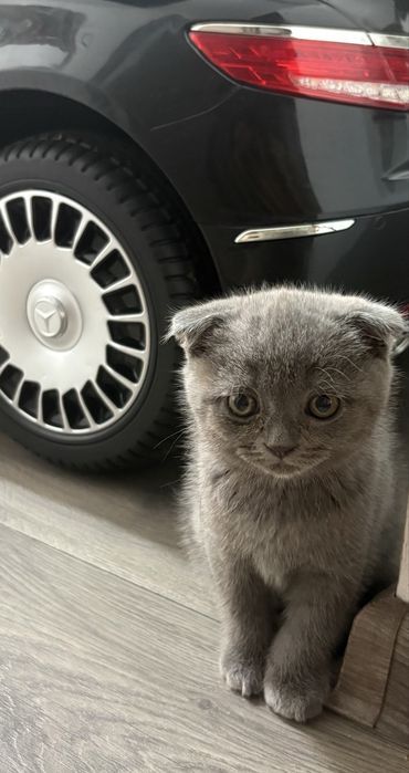 Pisicuta Scottish Fold.