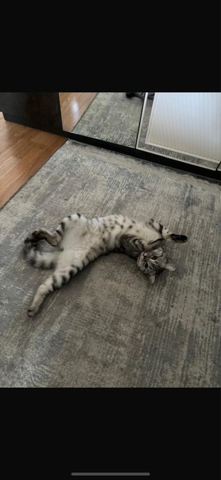 Породистые кошки