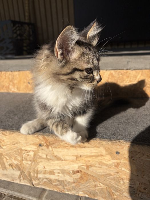 Отдам котят мальчик и девочка 3 мес