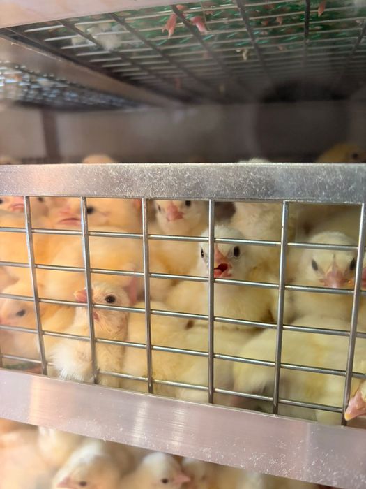 Продам цыплят турецкого бройлера