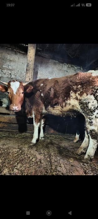 Продается тёлка 2 года