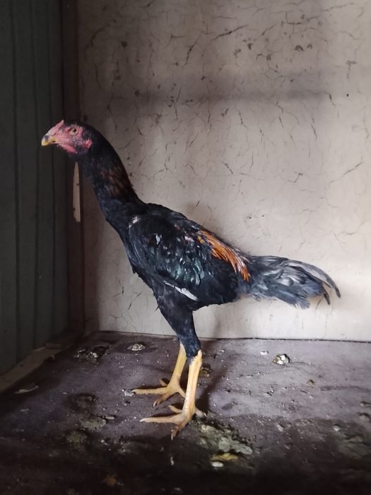 Дакан. Шоже   Есть