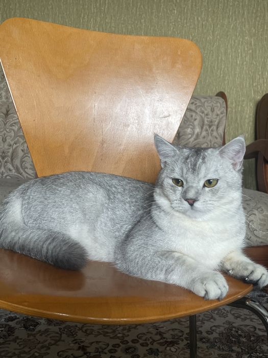 Кот для вязки , нужна кошка срочно