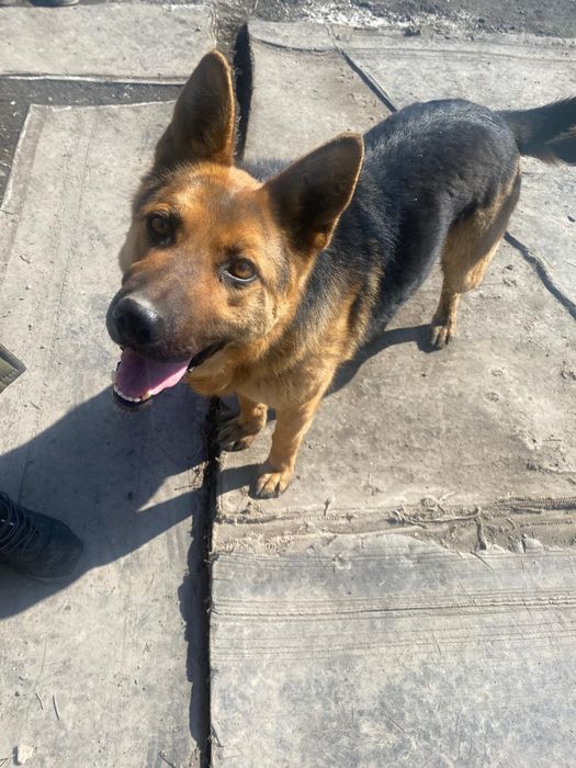 Отдам овчарку в добрые руки