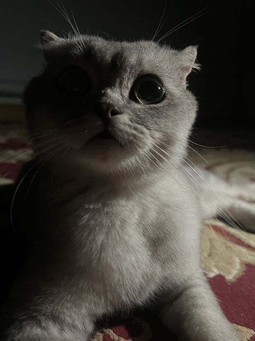 Кошка британская шиншилла (девочка)