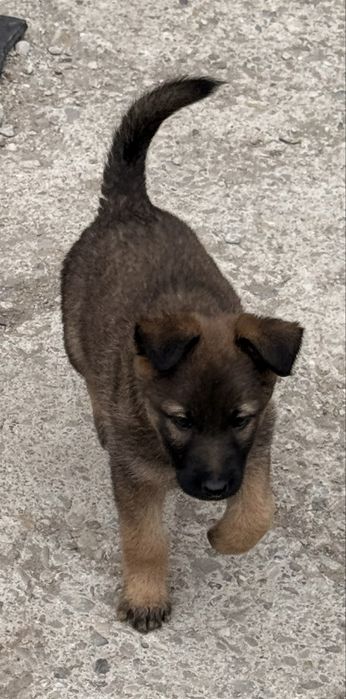 Căutăm familii pentru 4 cățelușe