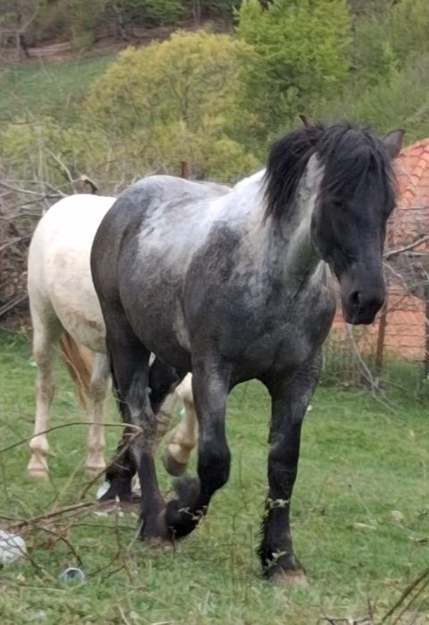 Vând manz de  1 an si 8 luni