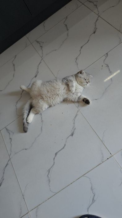 Серебристый шиншилла девичка тоза парода