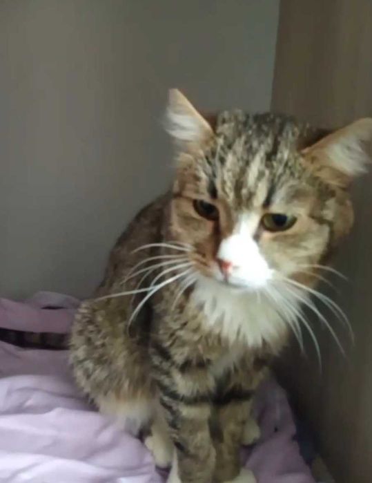 Спокойный котик ищет дом