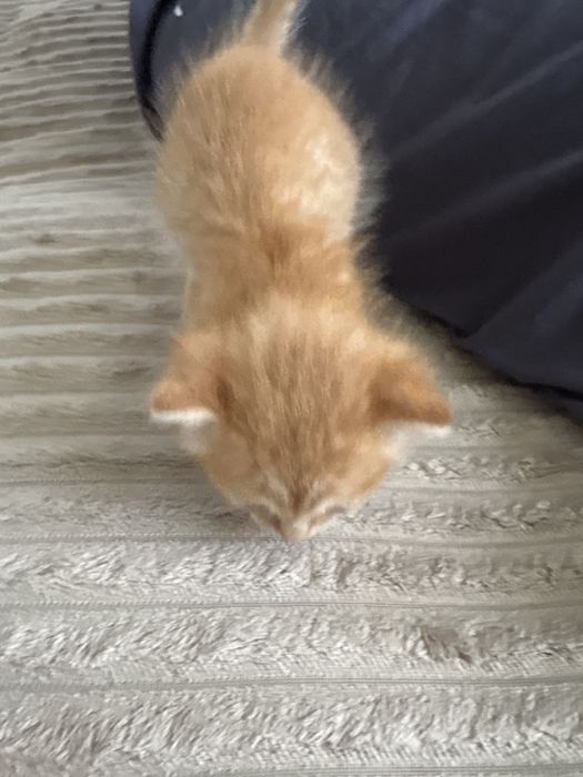 Отдам котенка даром , мальчик