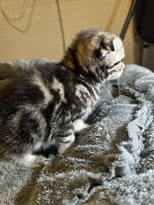 Продам вислоухих котят