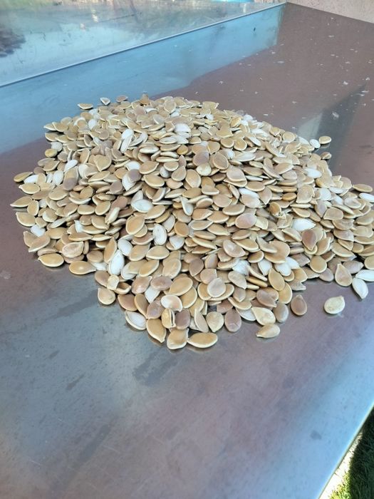 Vind semințe de dovleac