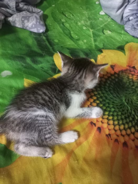 Одам котят бесплатно
