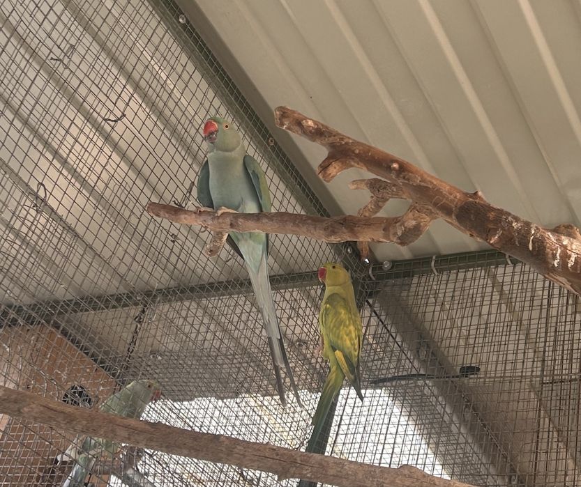 Pereche micul alexandru violet si pied