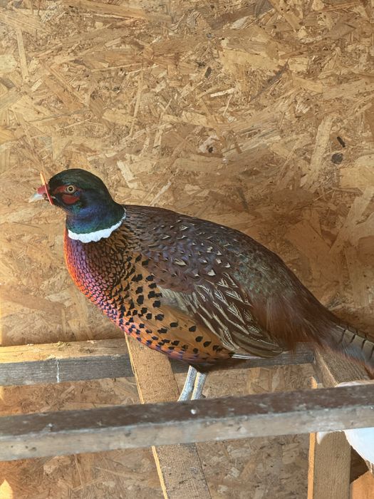 Pereche fazani comuni