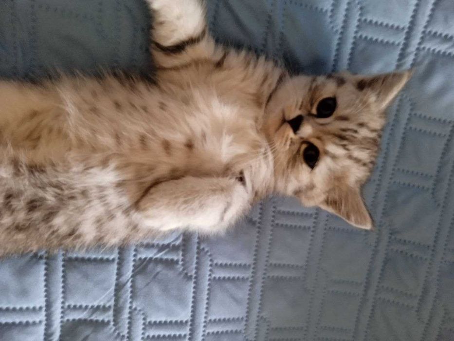 Продаются котята.