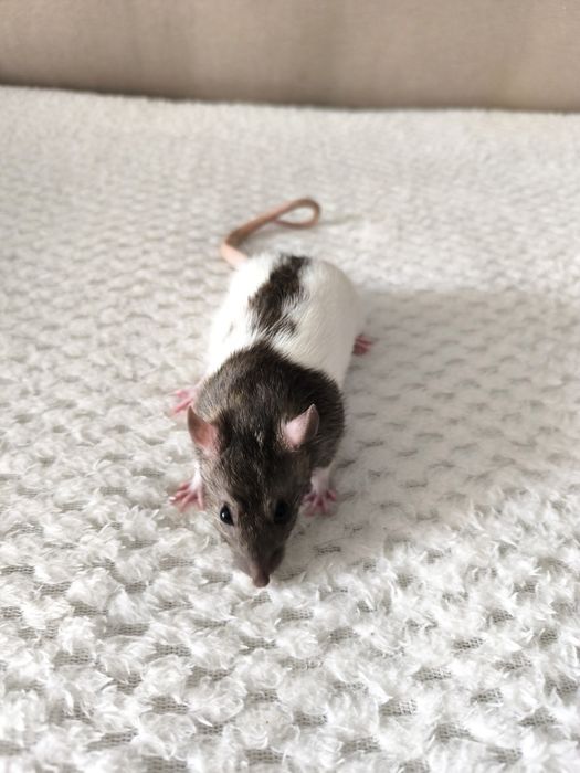 Продам крыс. Чистые ухоженные.