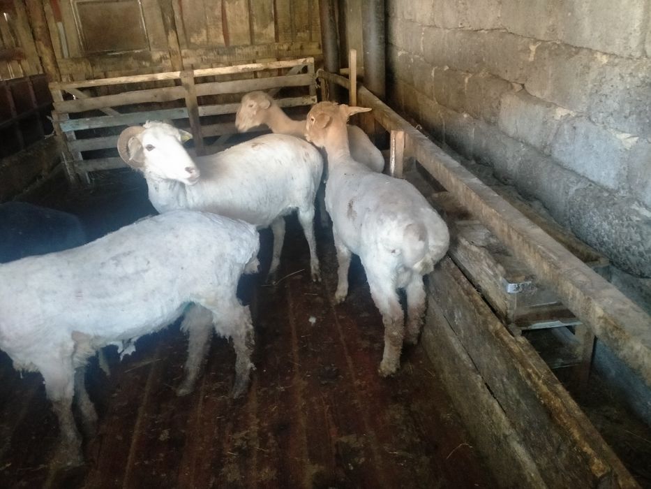 Қойлар сатам, Овцы продам