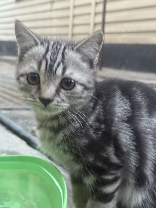 Отдам котенка в хорошие руки