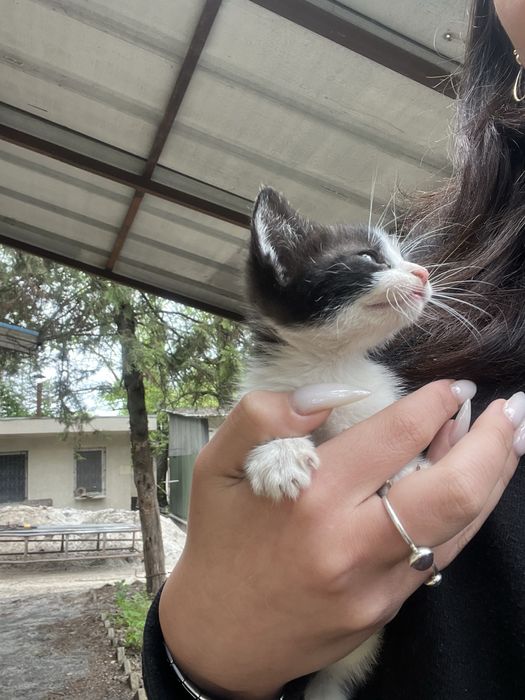 3 Котенца от град Плевен