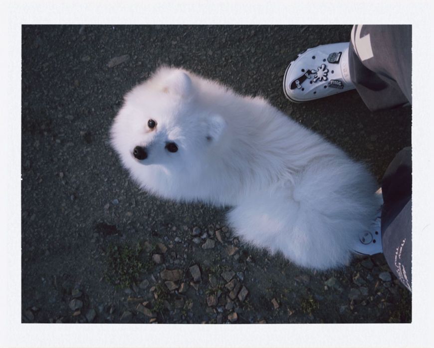 Немецкий щпиц белый