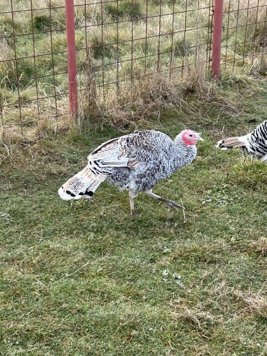 Vand un curcan albastru si 3 curci