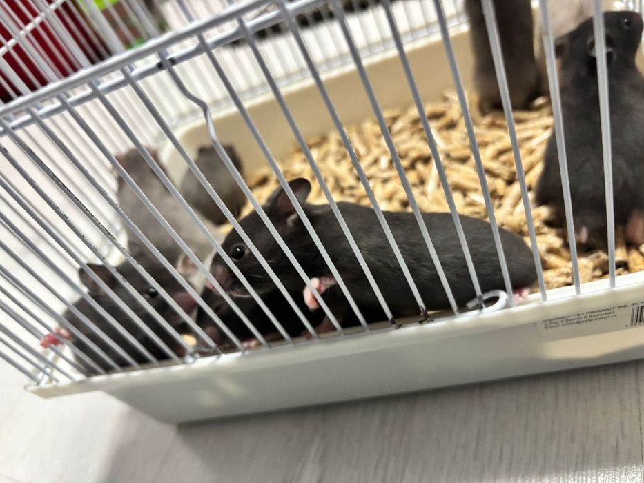 Vând urgent hamsteri sirieni.