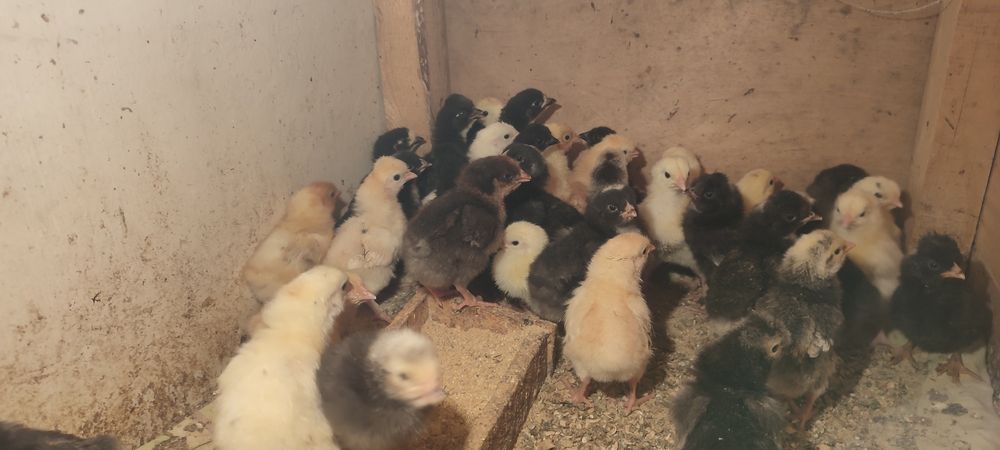 Продам циплят домашний