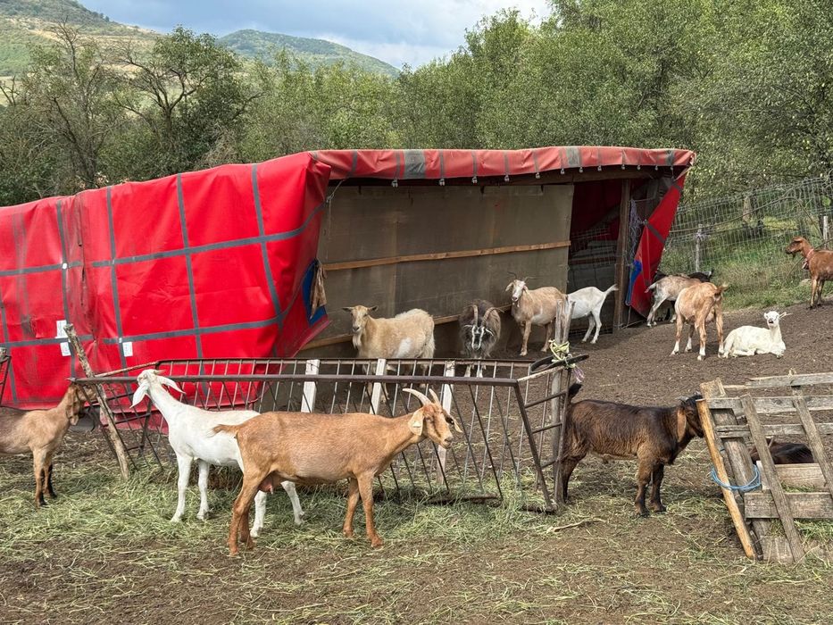 Vând capre Anglo-Nubian