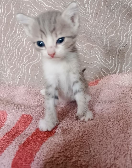 Котята  кушают сами  очень красивые